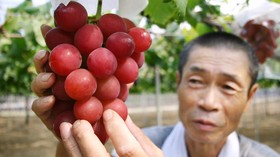 Harga Fantastis untuk Anggur Termahal di Dunia