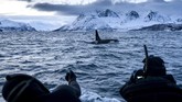 FOTO: Paus yang 'Dijajah' Perubahan Iklim Perubahan iklim menjadi ancaman bagi banyak makhluk hidup, salah satunya adalah paus pembunuh atau Orca yang 'dipaksa' mengungsi.