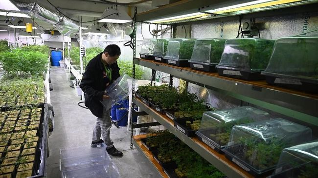 Di California turis bisa merasakan tur wisata ganja yang hakiki tanpa takut diciduk polisi.