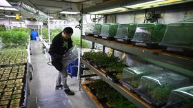 Memahami Faedah Ganja Tanpa Rasa Ngeri Terciduk di California