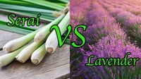 Serai Vs Lavender, Mana Lebih Ampuh Usir Nyamuk?