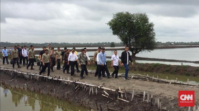 Bukan hanya meninju panen udang vaname di Bekasi, Jawa Barat. Jokowi juga turut menarik jala nelayan yang memanen udang sehingga tangannya terkena patil udang.