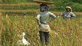 FOTO: Lestari Tradisi di Kampung Adat Naga Kampung adat Naga terletak 30 km dari Kota Tasikmalaya. Desa ini dikenal masih memegang teguh tradisi, seperti panen padi yang dimulai dengan ritual ngukusan.