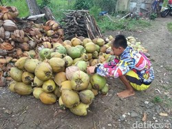 Harga Kelapa Pangandaran yang Kian Merana