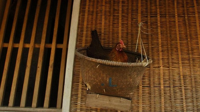 Kepala Staf Presiden Moeldoko menyebut dengan memelihara ayam, gizi anak bisa dipenuhi melalui telur ayam yang ditetaskan.