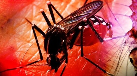 Waspada Teror Demam Berdarah