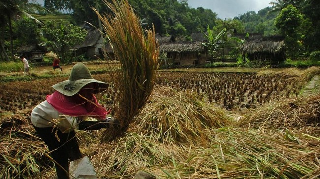 Bapanas memperkirakan musim panen padi tahun depan bakalan mundur sekitar dua bulan karena masa tanamnya juga telat.