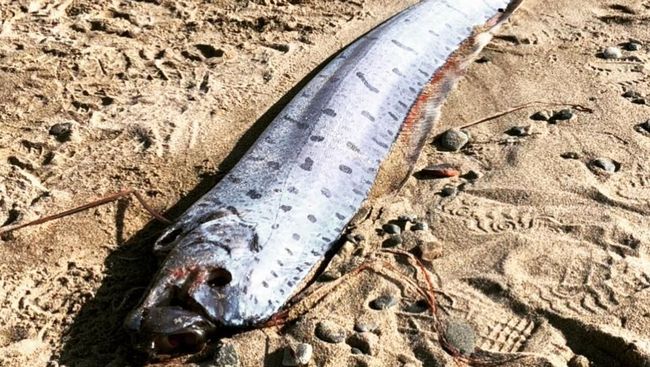 Ikan oarfish
