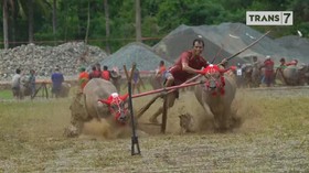 VIDEO: Keseruan Menunggang Kerbau di Tanah Sumbawa