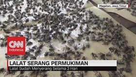 Ribuan Lalat 'Serang' Pemukiman