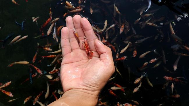 Ikan cupang dianggap menjadi salah satu cara untuk memberantas demam berdarah.