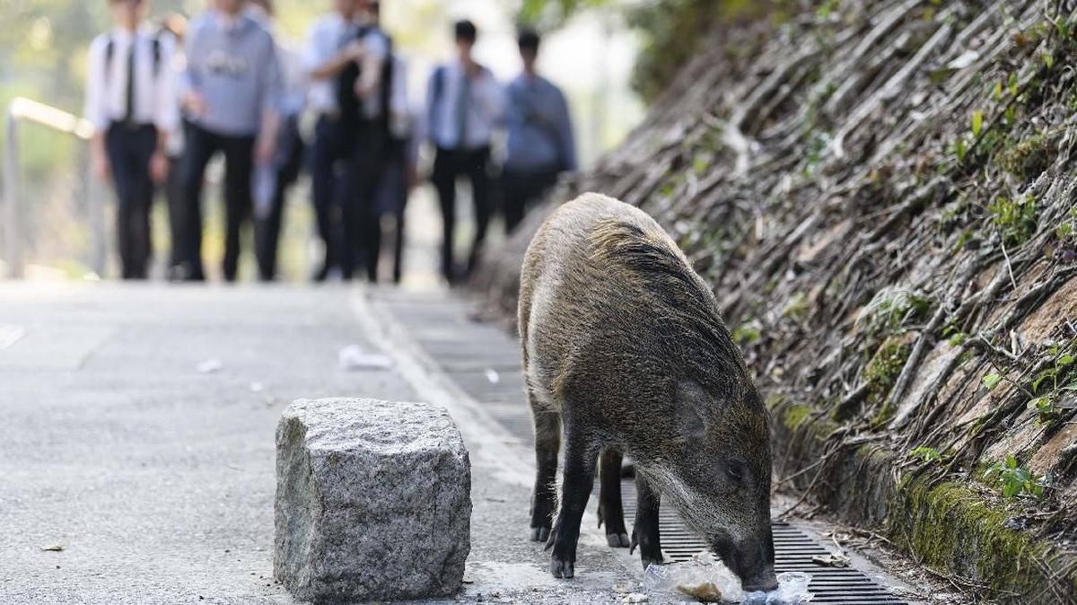 FOTO: Berdampingan dengan Babi Liar di Hong Kong
