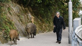 FOTO: Berdampingan dengan Babi Liar di Hong Kong