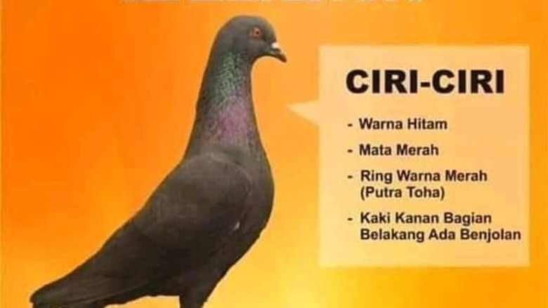 Burung Warga Dieng Ini Hilang Bagi Penemunya Ada Hadiah Rp 30