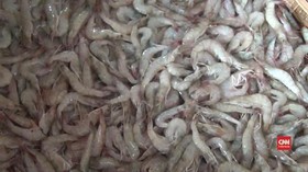 VIDEO: Cuaca Buruk Ganggu Harga Jual Udang di Lamongan