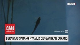 Berantas Sarang Nyamuk dengan Ikan Cupang
