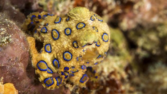 Fakta-fakta dan ciri gurita cincin biru punya racun lebih mematikan dari sianida.