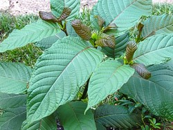 Kratom Digolongkan Narkotika, tapi Jadi Obat Tradisional di Nusantara