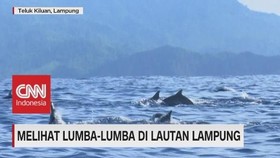Melihat Lumba-Lumba di Lautan Lampung