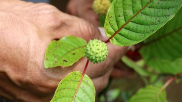 Daun kratom menjadi kontroversi di dunia kesehatan karena dianggap jadi alternatif obat terlarang atau narkoba.