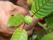 Kepala BNN: Kratom Masuk Narkotika Golongan 1 Masih Proses