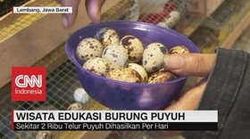 Wisata Edukasi Burung Puyuh