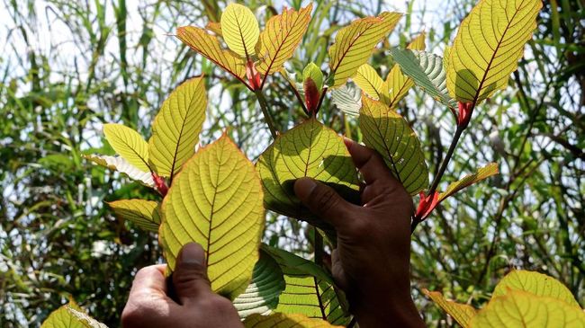 BNN: Kratom Masuk Narkotik Golongan I Kabiro Humas BNN menjelaskan ihwal daun kratom yang disebut kandunganya dapat dikategorikan narkotika golongan I.