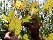 Gubernur Kalbar Minta Tak Ada Larangan Pemanfaatan Kratom