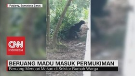Kelaparan, Beruang Madu Masuk Pemukiman