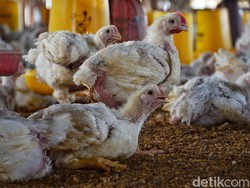 Peringatan Keras buat Peternak Jual Ayam di Bawah HPP Rp 18.000