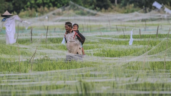 Pemerintah membebaskan bunga dan memberi penundaan pembayaran cicilan KUR bagi petani. Berikut syaratnya.