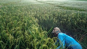 PUPR Siap Garap Proyek Lumbung Pangan Oktober 2020