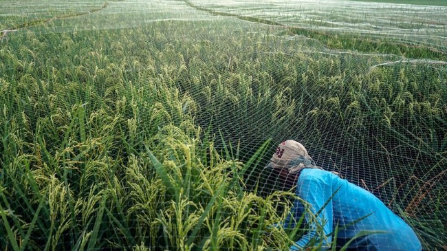 Petani memasang jaring untuk melindungi bulir padi di area persawahan, Kabupaten Pekalongan, Jawa Tengah, Selasa (22/1/2019). Menurut petani setempat, pemasangan jaring tersebut dilakukan saat padi memasuki usia sekitar 70 hari yang bertujuan untuk melindungi bulir padi dari hama burung yang dapat menurunkan jumlah produksi. ANTARA FOTO/Harviyan Perdana Putra/aww.