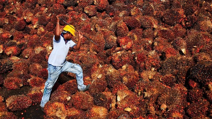 FILE PHOTO - A worker collects palm oil fruit inside a palm oil factory in Sepang, outside Kuala Lumpur February 18, 2014. REUTERS/Samsul Said/File Photo   GLOBAL BUSINESS WEEK AHEAD