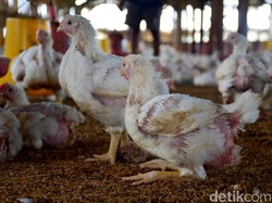 Harga Ayam di Peternak Anjlok, Bagaimana di Pasar?