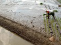 DPR Ingatkan Kementan Potensi Kegagalan Food Estate Kalteng