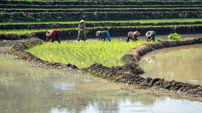 Ekonom Bank DBS mengingatkan soal ancaman El Nino yang akan terjadi di Indonesia, khususnya di sektor pertanian dan pangan.