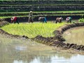 Daya Beli Buruh Bangunan dan Tani Meningkat pada Februari