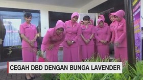 Cegah DBD dengan Bunga Lavender