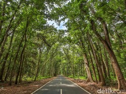 6 Mitos Kerajaan Jin di Alas Purwo Banyuwangi
