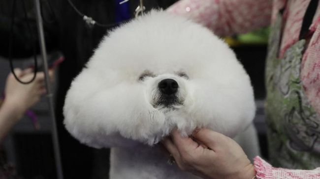 Penelitian terbaru mengungkapkan bahwa pemilik anjing yang punya masalah obesitas cenderung punya anjing yang juga obesitas.