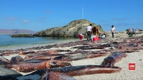 VIDEO: Ribuan Sotong Mati Terdampar di Pantai Chile