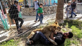 Bermain dengan Singa 'Cakar Buntung' di Gaza