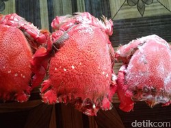 Undur-undur Laut dan Darat Sama atau Tidak? Ini Penjelasan Ilmiahnya