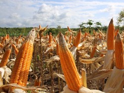 Produksi Jagung Digeber Pakai Sistem Tumpang Sari Kelapa Sawit, Ini Caranya