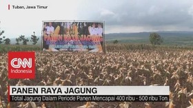 Panen Raya Jagung di Tuban