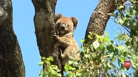 VIDEO: Koala Terancam Punah Pada 2050