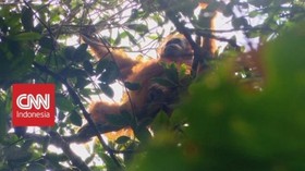 Kisah Harangan Batang Toru (1/3)