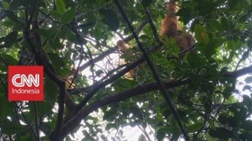 Kisah Harangan Batang Toru (3/3)