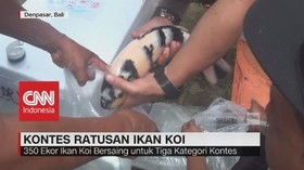 Unik, Ratusan Ikan Koi Dibungkus Plastik untuk Kontes